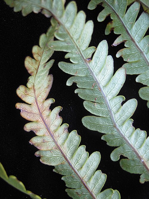 Virginia chain fern: Nom français : woodwardie de Virginie. Nom anglais : Virginia chain fern. Portion de jeune fronde de woodwardie de Virginie, vue de dessous.