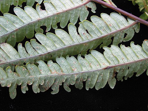Virginia chain fern: Nom français : woodwardie de Virginie. Nom anglais : Virginia chain fern. Portion de jeune fronde de woodwardie de Virginie, vue de dessous.