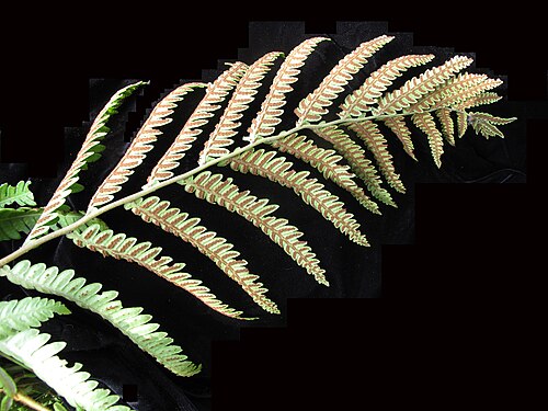 Virginia chain fern: Nom français : woodwardie de Virginie. Nom anglais : Virginia chain fern. Portion de fronde avec sores de woodwardie de Virginie, vue de dessous.
