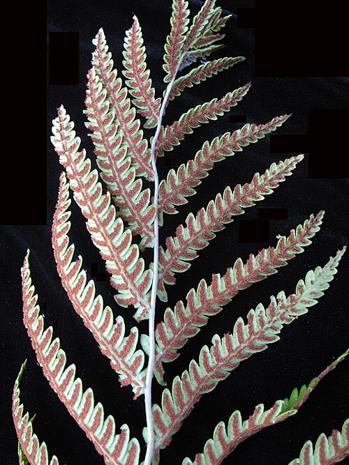 Virginia chain fern: Nom français : woodwardie de Virginie. Nom anglais : Virginia chain fern. Portion de fronde avec sores de woodwardie de Virginie, vue de dessous.