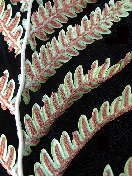 Virginia chain fern: Nom français : woodwardie de Virginie. Nom anglais : Virginia chain fern. Portion de fronde avec sores (sporanges) de woodwardie de Virginie, vue de dessous.