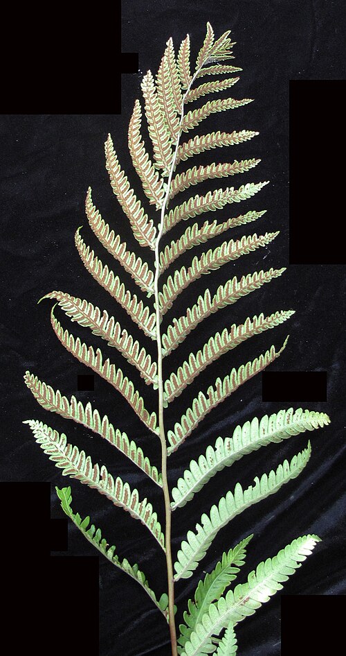 Virginia chain fern: Nom français : woodwardie de Virginie. Nom anglais : Virginia chain fern. Portion de fronde avec sores de woodwardie de Virginie, vue de dessous.