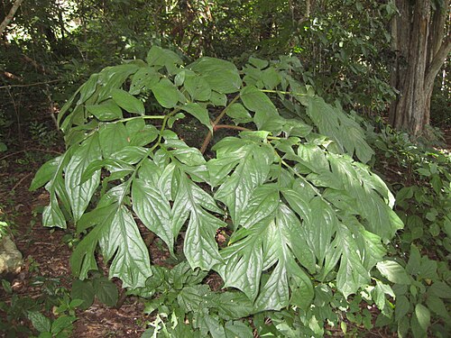 Anchomanes abbreviatus: Grows in dark evergreen forest as undergrowth. A tuberous plant of the Araceae family.