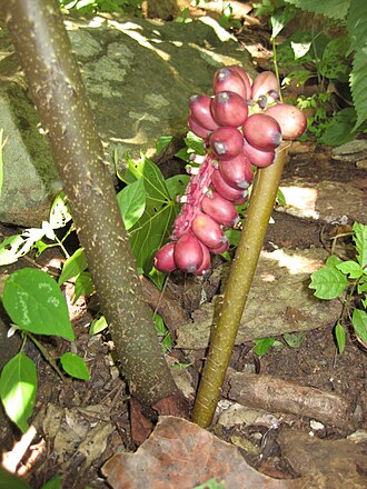 Anchomanes abbreviatus: Note the peduncle and petiole with prickles, typical of the genus Anchomanes.