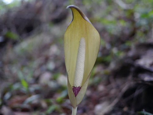 Anchomanes dalzielii (Anchomanes dalzielii)