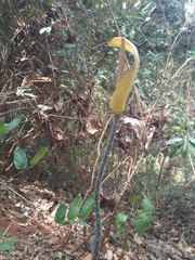 Anchomanes dalzielii (Anchomanes dalzielii)