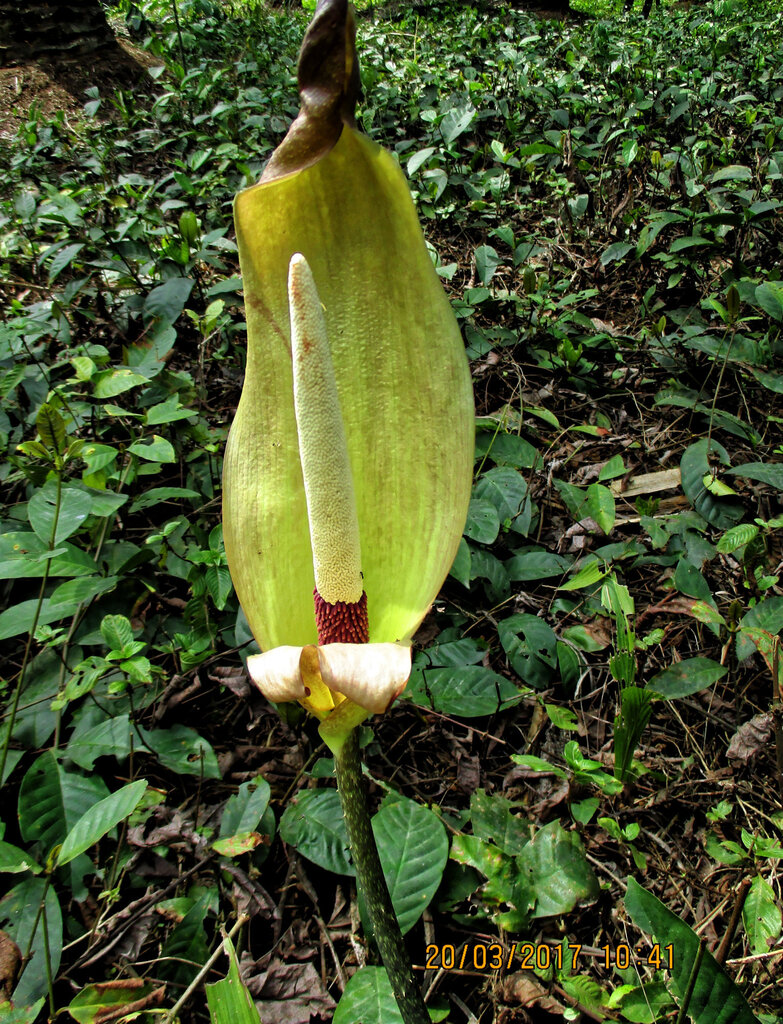 Anchomanes dalzielii (Anchomanes dalzielii)