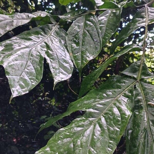 Anchomanes difformis (Anchomanes difformis)