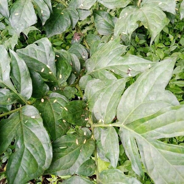 Anchomanes difformis (Anchomanes difformis)