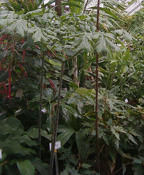 Anchomanes difformis: At Botanical Gardens Berlin-Dahlem Species Anchomanes difformis Synonym Anchomanes welwitschii