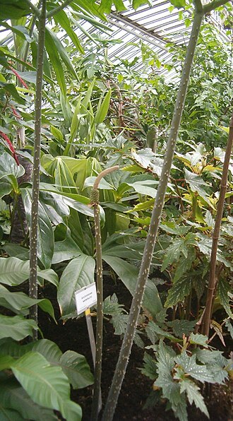 Anchomanes difformis: At Botanical Gardens Berlin-Dahlem Species Anchomanes difformis Synonym Anchomanes welwitschii