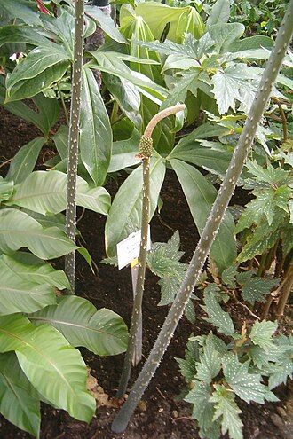Anchomanes difformis: At Botanical Gardens Berlin-Dahlem Species Anchomanes difformis Synonym Anchomanes welwitschii