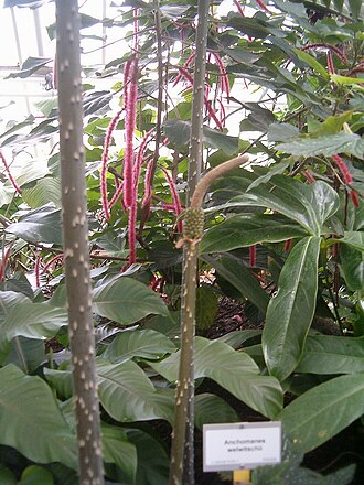 Anchomanes difformis: At Botanical Gardens Berlin-Dahlem Species Anchomanes difformis Synonym Anchomanes welwitschii