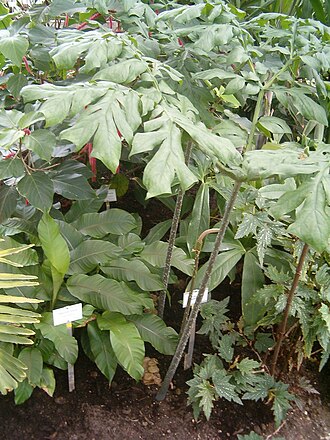 Anchomanes difformis: At Botanical Gardens Berlin-Dahlem Species Anchomanes difformis Synonym Anchomanes welwitschii