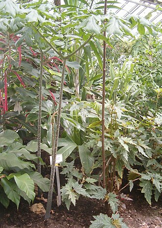 Anchomanes difformis: At Botanical Gardens Berlin-Dahlem Species Anchomanes difformis Synonym Anchomanes welwitschii