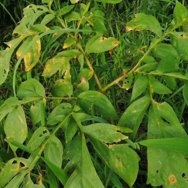 Anchomanes difformis (Anchomanes difformis)