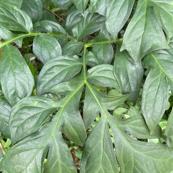 Anchomanes difformis (Anchomanes difformis)