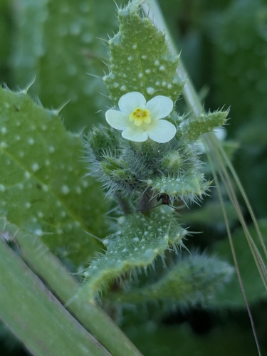 Anchusa aegyptiaca (Anchusa aegyptiaca)