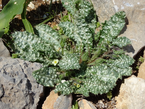 Anchusa aegyptiaca (Anchusa aegyptiaca)