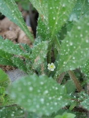 Anchusa aegyptiaca (Anchusa aegyptiaca)