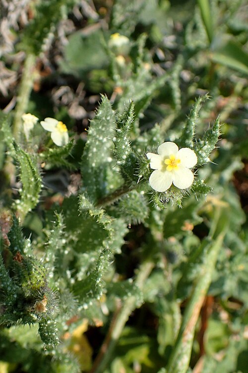 Anchusa aegyptiaca: Anchusa aegyptiaca on Kavo Gkreko, Cyprus