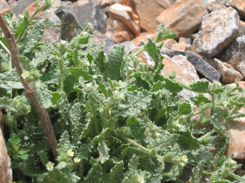 Anchusa aegyptiaca (Anchusa aegyptiaca)