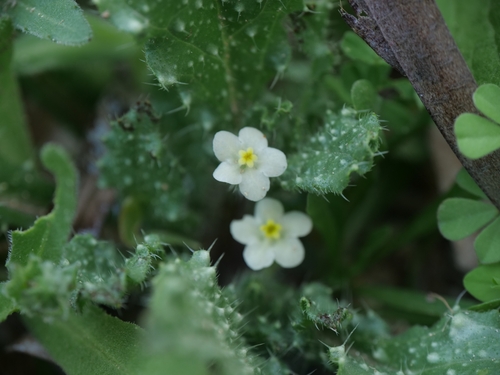 Anchusa aegyptiaca (Anchusa aegyptiaca)