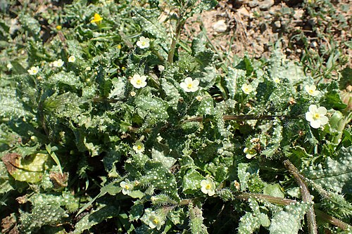 Anchusa aegyptiaca: Anchusa aegyptiaca on Akamas Peninsula, Cyprus