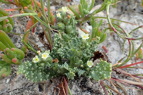Anchusa aegyptiaca: Anchusa aegyptiaca at Governors Beach, Cyprus