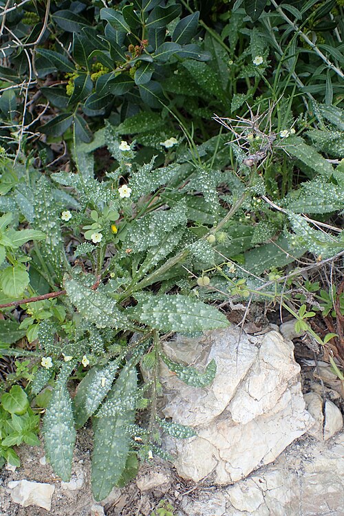Anchusa aegyptiaca: Anchusa aegyptiaca at Governors Beach, Cyprus