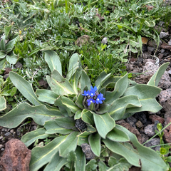 Anchusa affinis (Anchusa affinis)