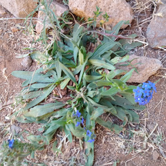 Anchusa affinis (Anchusa affinis)