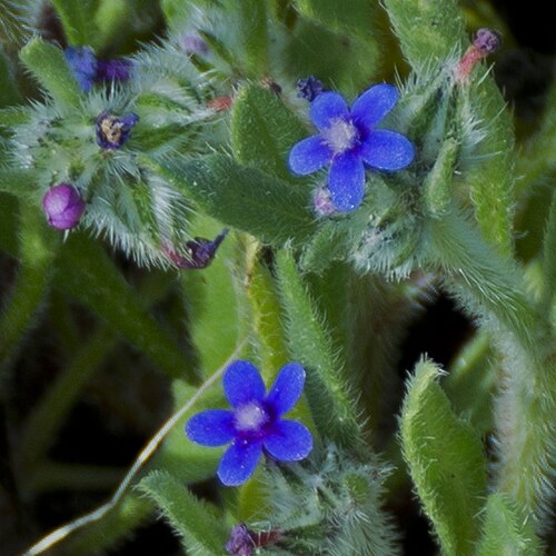Anchusa aggregata: Hormuzakia aggregata , Ness Ziona Kurkar Hills, Israel