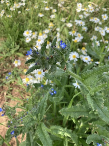 Anchus arvensis (Anchusa arvensis)