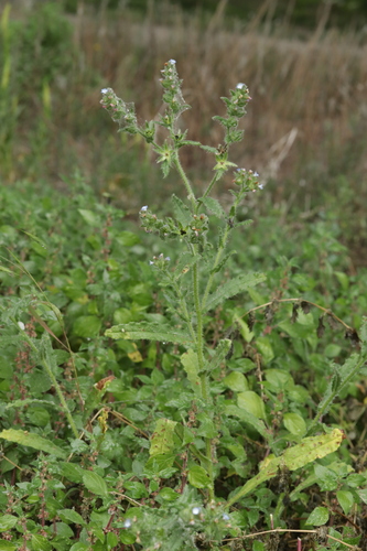 Anchus arvensis (Anchusa arvensis)