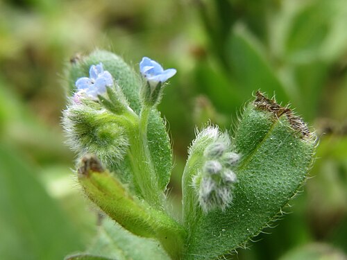 Anchus arvensis: Acker-Ochsenzunge ( Anchusa arvensis ) in der Schwetzinger Hardt
