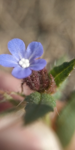 Anchus arvensis (Anchusa arvensis)