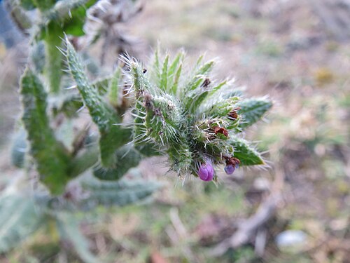 Anchus arvensis: Acker-Ochsenzunge ( Anchusa arvensis ) bei Reilingen