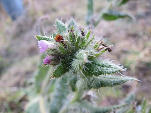 Anchus arvensis: Acker-Ochsenzunge ( Anchusa arvensis ) bei Reilingen