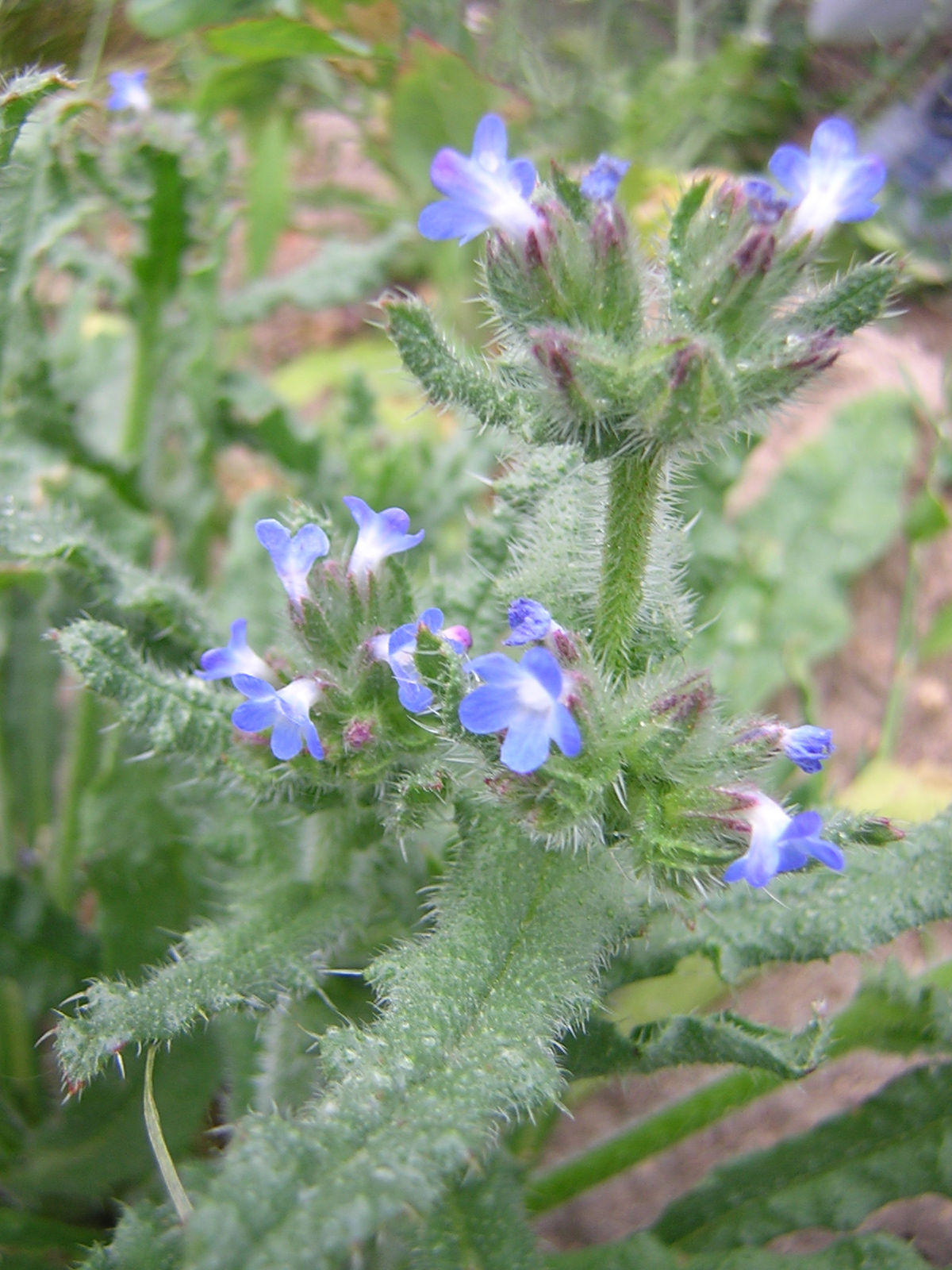 Anchus arvensis: Flowers of Anchusa arvensis, found in France