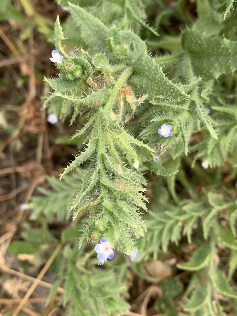 Anchus arvensis (Anchusa arvensis)