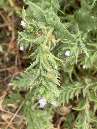 Anchus arvensis (Anchusa arvensis)