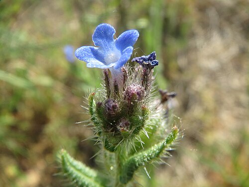 Anchus arvensis: Acker-Ochsenzunge ( Anchusa arvensis ) im Hockenheimer Rheinbogen