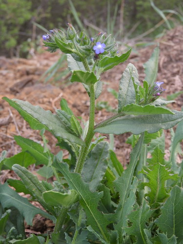 Anchus arvensis (Anchusa arvensis)