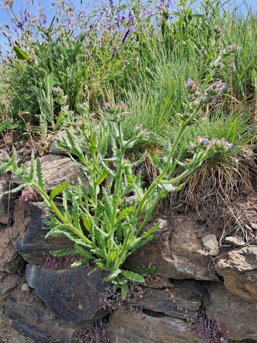 Anchus arvensis (Anchusa arvensis)