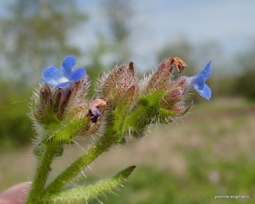 Anchus arvensis (Anchusa arvensis)