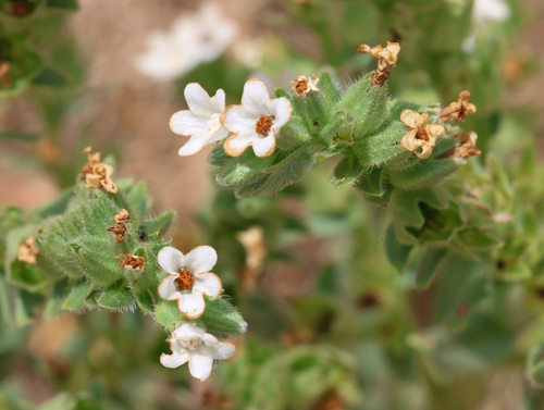 Anchusa atlantica (Anchusa atlantica)