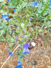 Anchusa atlantica (Anchusa atlantica)