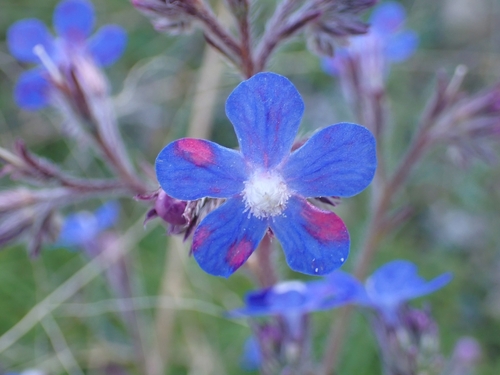 Italian bugloss (Anchusa azurea)