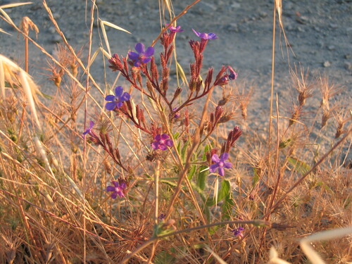 Italian bugloss (Anchusa azurea)